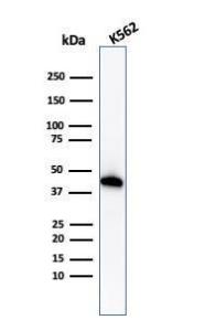 Anti-Glycophorin A Rabbit Recombinant Antibody [clone: GYPA/1725R]