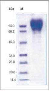 The purity of Recombinant HIV-1 GP120 (CN54) was determined by DTT-reduced (+) SDS-PAGE and staining overnight with Coomassie Blue.