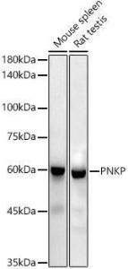 Western blot analysis of extracts of various cell lines, using Anti-PNK / PNKP Antibody [ARC2974] (A309951) at 1:1000 dilution