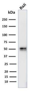 Western blot analysis of human Raji cell lysate using Anti-CD79a Antibody [IGA/764]