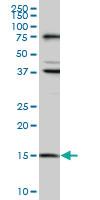 Anti-MAGOH Mouse Monoclonal Antibody [clone: 6E11]