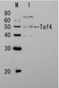 Anti-Taf4 Antibod