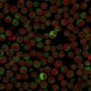 Immunofluorescent analysis of PFA fixed Raji cells stained with Anti-CD79a Antibody [IGA/515] followed by Goat Anti-Mouse IgG (CF&#174; 488) (Green). The nuclear counterstain is RedDot (Red).