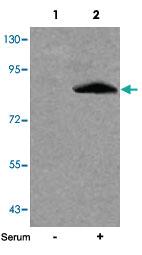 Anti-FOXO1 Rabbit Polyclonal Antibody