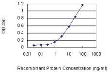 Anti-MTHFD1L Mouse Monoclonal Antibody [clone: 1E8]