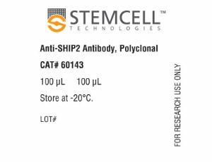 Anti-SHIP2 antibody, polyclonal