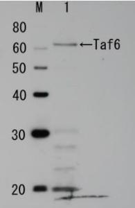 Anti-Taf6 Antibod