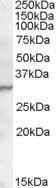 Anti-PGLYRP1 antibody