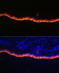 Antibody A306012-100 100 µl