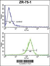 Anti-FLT3 Rabbit Polyclonal Antibody