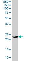 Anti-SYNGR4 Goat Polyclonal Antibody