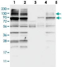 Anti-ARHGAP23 Rabbit Polyclonal Antibody