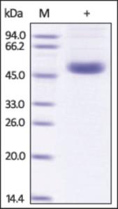 The purity of Influenza A virus (A/Thailand/1(KAN-1)/2004 (H5N1)) Neuraminidase (NA) was determined by DTT-reduced (+) SDS-PAGE and staining overnight with Coomassie Blue.