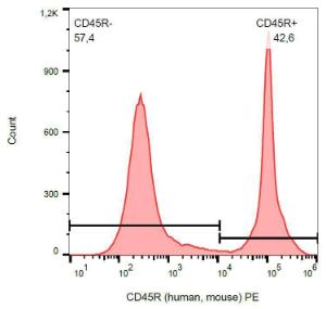 Surface staining of CD45R in murine splenocytes with Anti-CD45R Antibody (A85841).