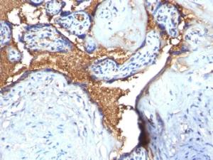 Immunohistochemical analysis of formalin-fixed, paraffin-embedded human placenta using Anti-Glycophorin A Antibody