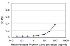 Anti-MAGOH Mouse Monoclonal Antibody [clone: 6E11]