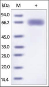 The purity of HA(H7N9)-Shanghai was determined by DTT-reduced (+) SDS-PAGE and staining overnight with Coomassie Blue.