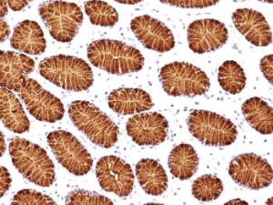 Immunohistochemical analysis of formalin-fixed, paraffin-embedded human stomach using Anti-Mucin 5AC Antibody [45M1]