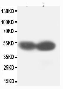 Anti-RUNX2 Rabbit Polyclonal Antibody