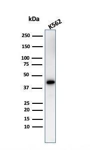 Western blot analysis of K562 cell lysate using Anti-Glycophorin A Antibody