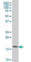 Anti-MAGOH Mouse Monoclonal Antibody [clone: 4H8]