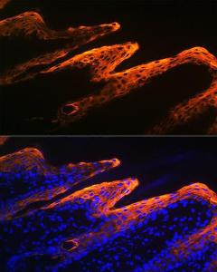 Antibody A306012-100 100 µl