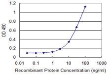 Anti-KIF16B Mouse Monoclonal Antibody [clone: 2B5]