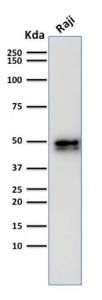 Western blot analysis of Raji cell lysate using Anti-CD79a Antibody [IGA/1790R]