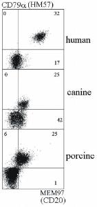 Double staining of human, canine and porcine B lymphocytes with Anti-CD79a Antibody [HM57] and Anti-CD20 Antibody [MEM-97]