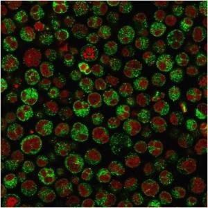 Immunofluorescent analysis of Raji cells stained with Anti-CD79a Antibody [IGA/1790R]. The nuclear counterstain is RedDot (Red)