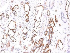 Immunohistochemical analysis of formalin-fixed, paraffin-embedded human kidney transplant using Anti-C4d Antibody [C4D204]