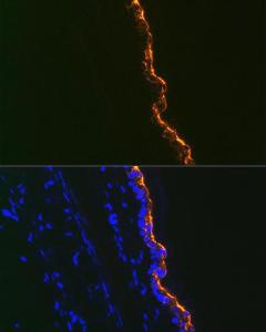 Antibody A306012-100 100 µl