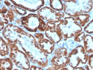 Immunohistochemical analysis of formalin-fixed, paraffin-embedded human kidney using Anti-TNFSF9 Antibody [CD137L/1547] (Biotin)