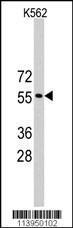 Anti-TRIM69 Rabbit Polyclonal Antibody