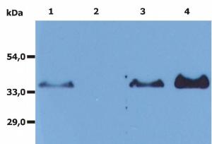 Immunoprecipitation of human CD20 from the whole cell lysate of RAJI human Burkitt lymphoma cell line