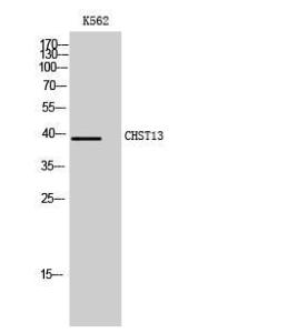 Western blot analysis of K562 cells using Anti-CHST13 Antibody