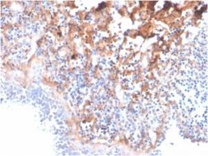 Immunohistochemical analysis of formalin-fixed, paraffin-embedded human tonsil using Anti-Fibronectin Antibody [C6F10]