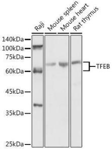 Antibody A308946-100 100 µl