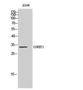 Western blot analysis of A549 cells using Anti-CGREF1 Antibody