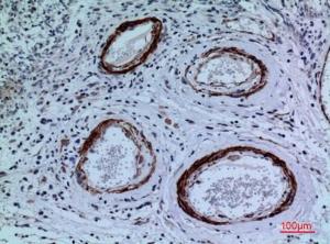 Immunohistochemical analysis of paraffin-embedded human brain using Anti-CYP11A1 Antibody