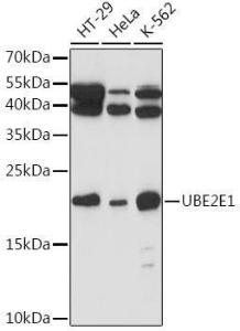 Western blot analysis of extracts of various cell lines, using Anti-UBCH6 / UBE2E1 Antibody (A307724) at 1:1,000 dilution. The secondary antibody was Goat Anti-Rabbit IgG H&L Antibody (HRP) at 1:10,000 dilution.