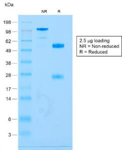 Anti-CD79a antibody