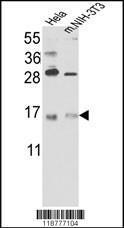 Anti-RBM3 Rabbit Polyclonal Antibody