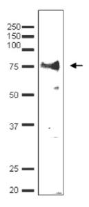 Anti-Taf7 Antibody