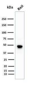 Anti-CD79a antibody