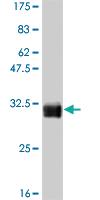 Anti-TAF11 Mouse Monoclonal Antibody [clone: 3D3]