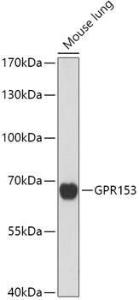 Western blot analysis of extracts of Mouse lung, using Anti-GPR 153 Antibody (A307725) at 1:1,000 dilution. The secondary antibody was Goat Anti-Rabbit IgG H&L Antibody (HRP) at 1:10,000 dilution.