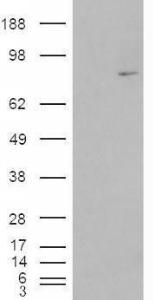 Anti-MEPCE antibody