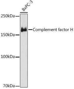 Antibody A306015-100 100 µl