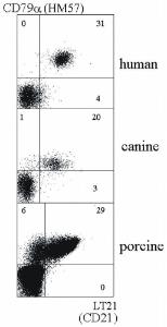 Double staining of human, canine and porcine B lymphocytes with Anti-CD79a Antibody [HM57] and Anti-CD21 Antibody [LT21]